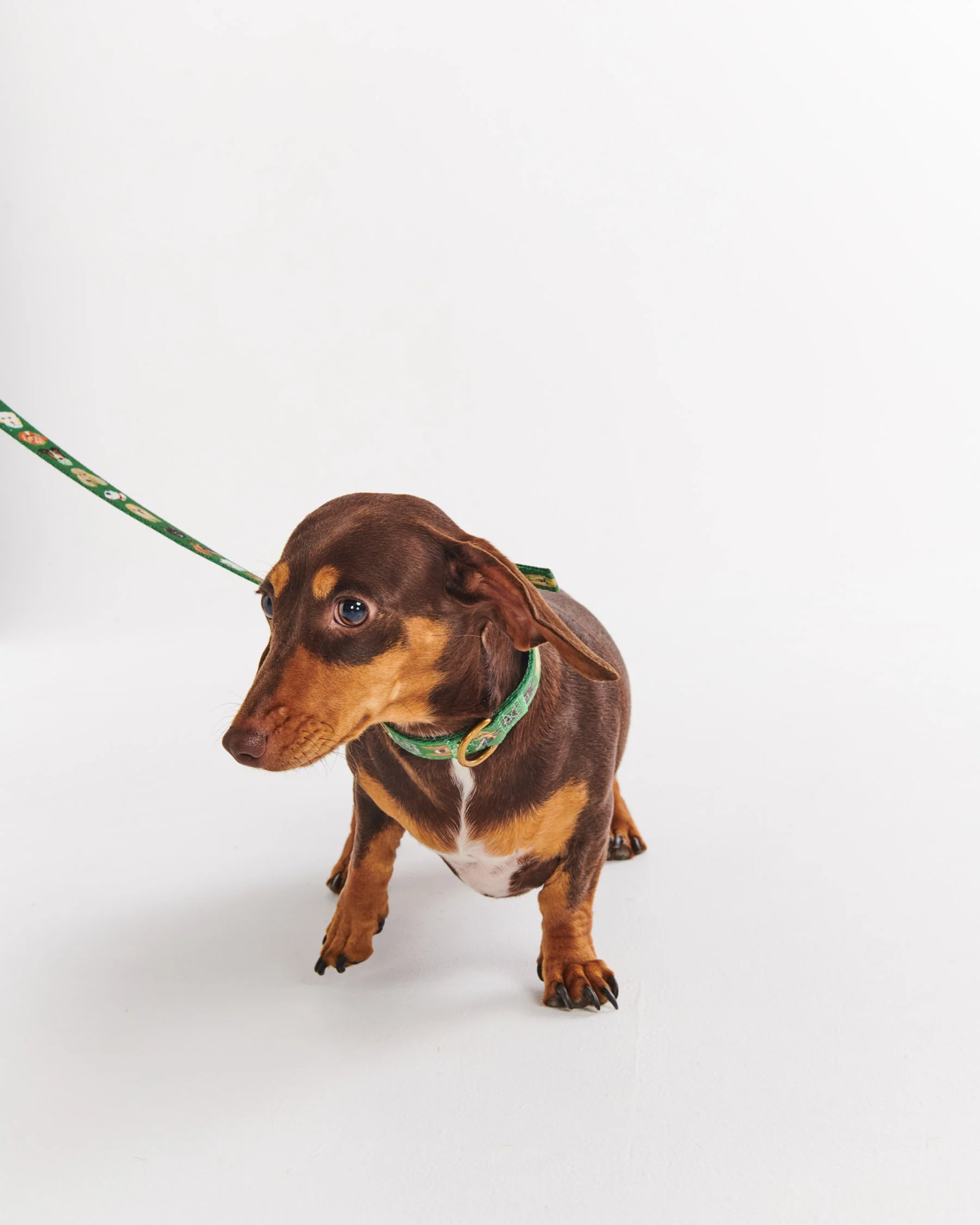 Dog Park Dog Lead - Image 9