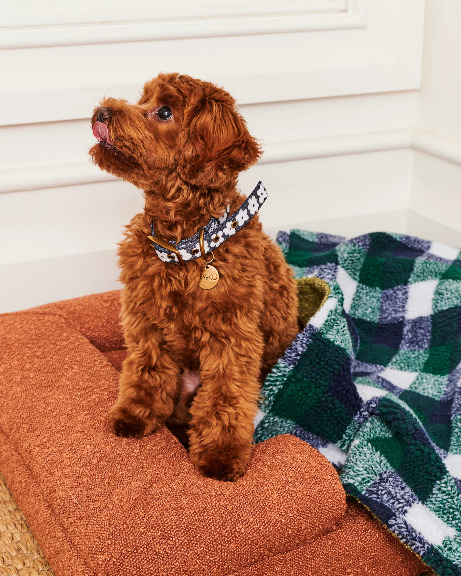 Flower Face Dog Collar - Image 3