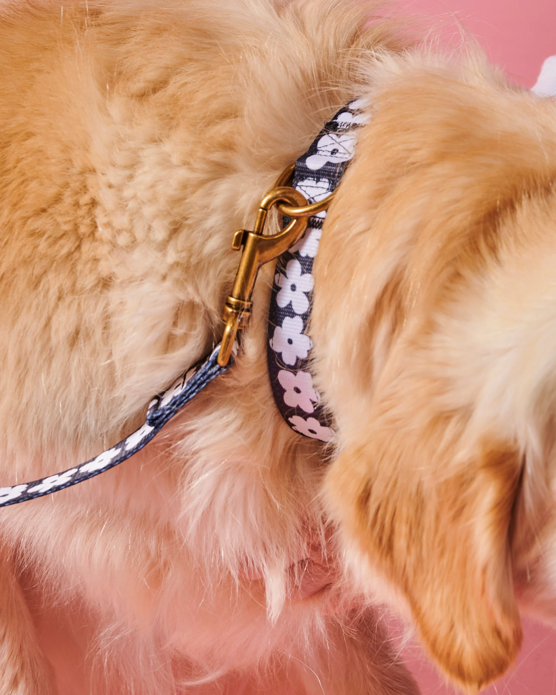Flower Face Dog Collar - Image 4