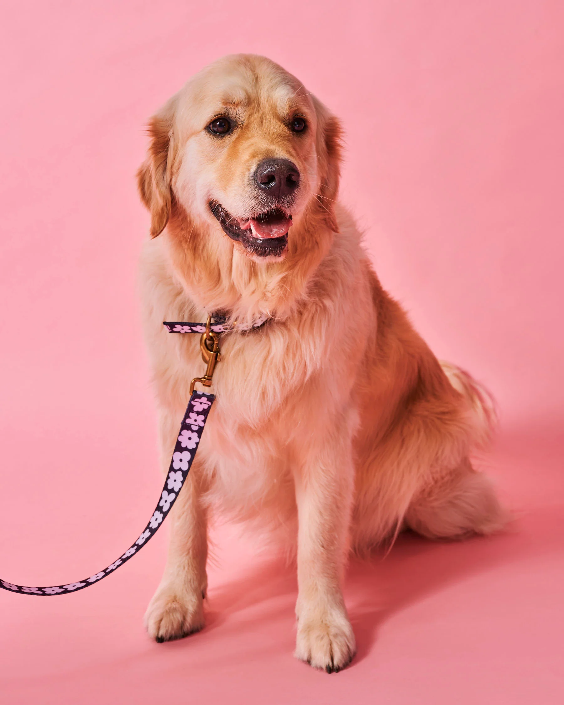 Flower Face Dog Collar - Image 6