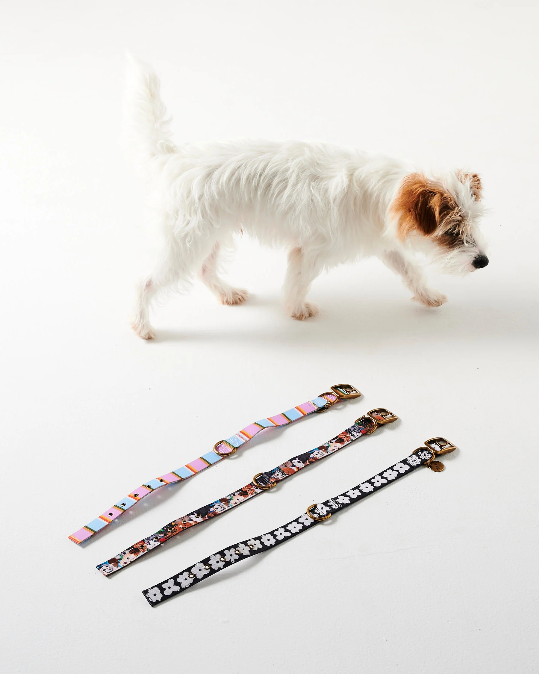 Flower Face Dog Collar - Image 8