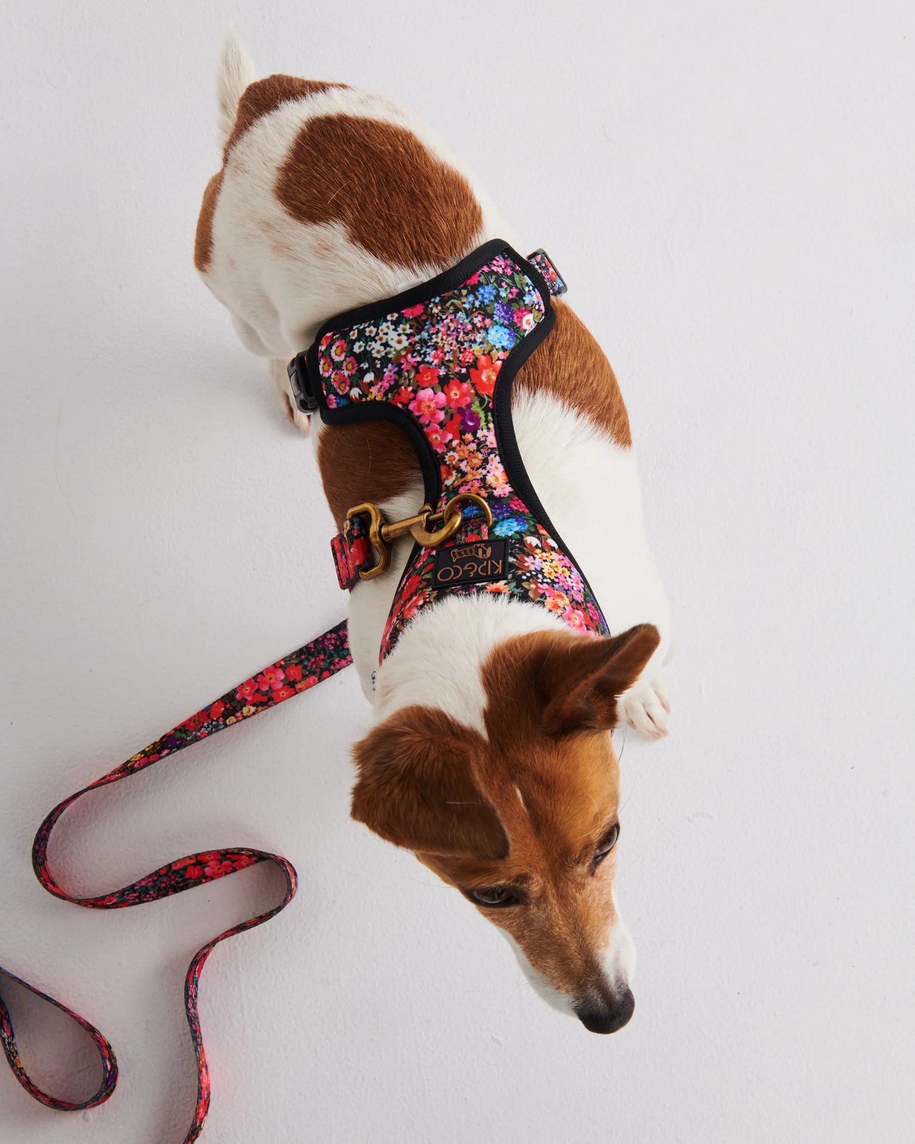 Forever Floral Black Dog Lead - Image 3