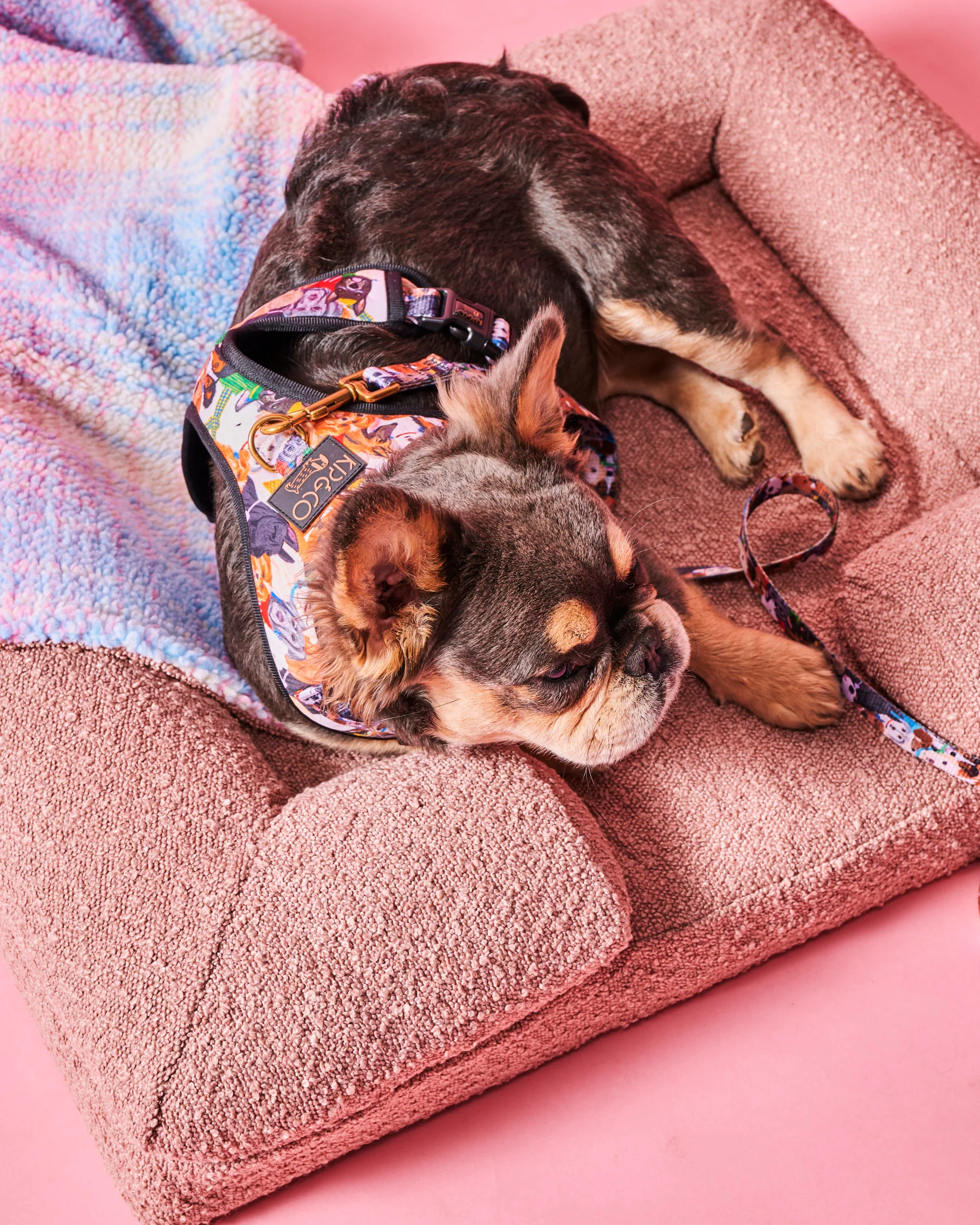 Polly Boucle Sherpa Dog Blanket - Image 4