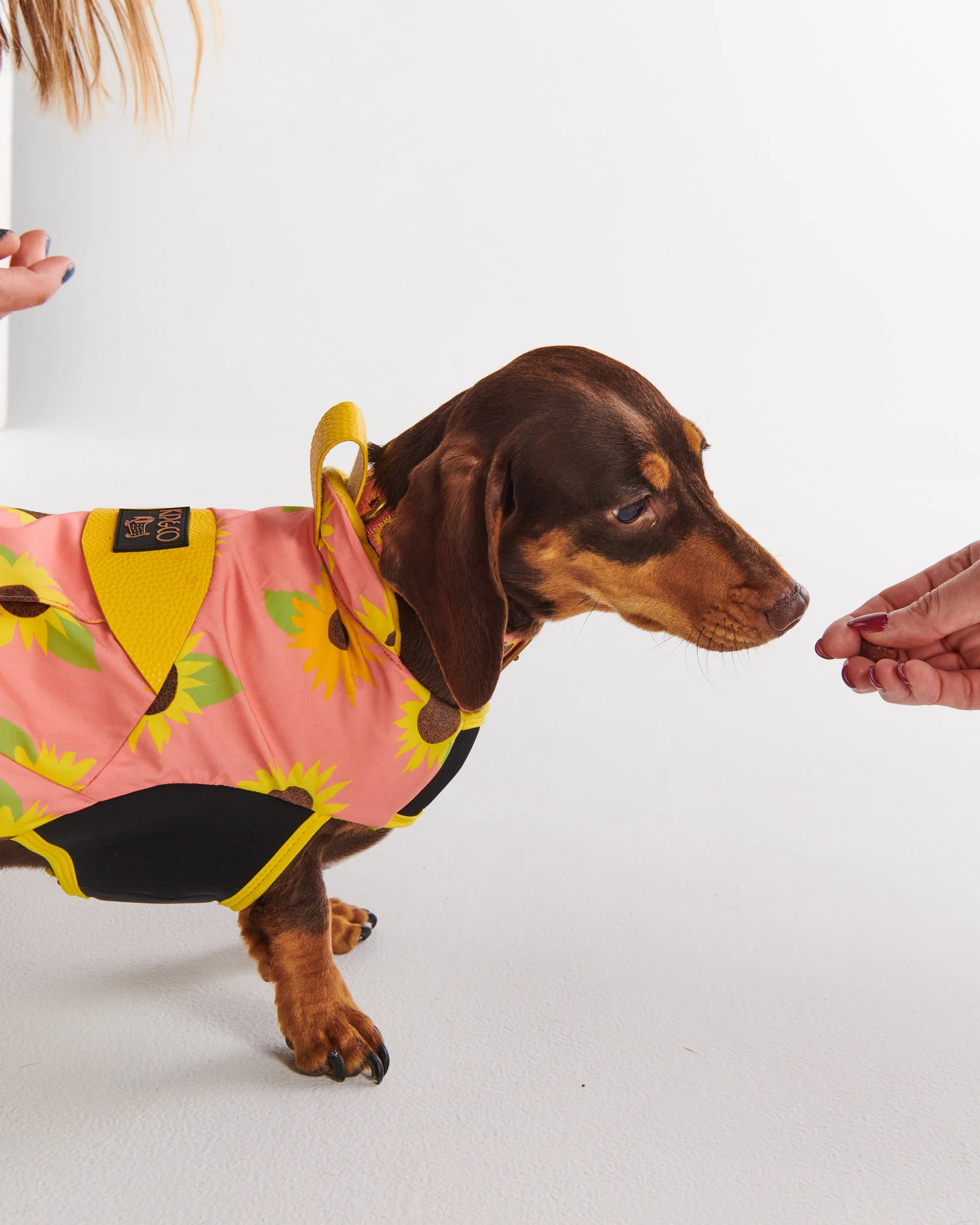 Sunflower Sunshine Dog Jacket - Image 3